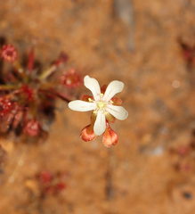 Drosera verrucata