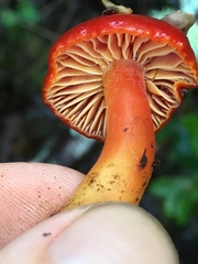 Hygrocybe marchii