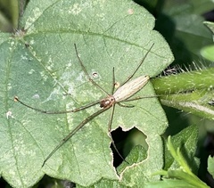 Tetragnatha