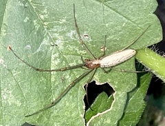 Tetragnatha