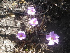 Oxalis strigosa