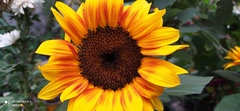Helianthus annuus