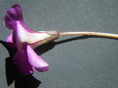 Oxalis strigosa