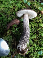 Leccinum snellii