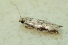 Tineidae