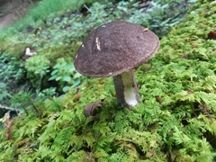 Leccinum snellii