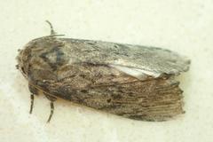 Norracoides basinotata