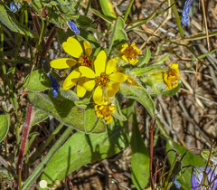 Heterotheca resinolens