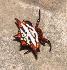 Gasteracantha sanguinolenta