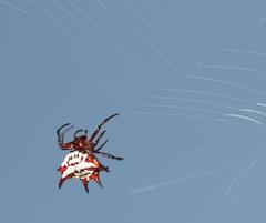 Gasteracantha sanguinolenta