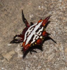 Gasteracantha sanguinolenta