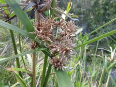 Cyperus longus tenuiflorus