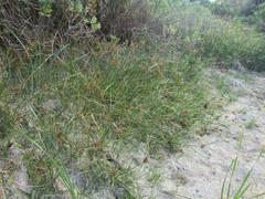 Cyperus longus tenuiflorus
