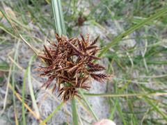 Cyperus longus tenuiflorus