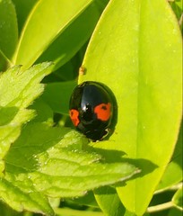 Harmonia axyridis