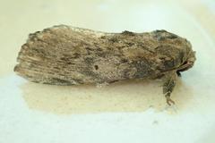 Norracoides basinotata