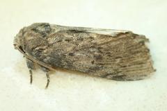 Norracoides basinotata