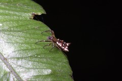 Micrathena rubicundula