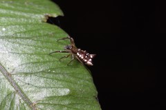 Micrathena rubicundula