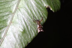 Micrathena rubicundula