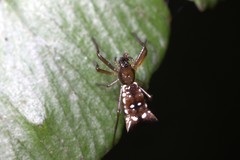 Micrathena rubicundula