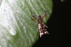 Micrathena rubicundula