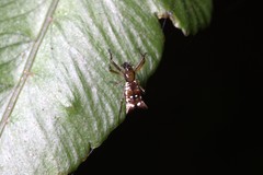 Micrathena rubicundula