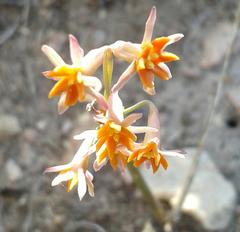 Tulbaghia capensis