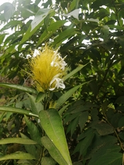 Justicia croceochlamys