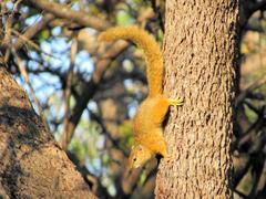 Paraxerus cepapi cepapi