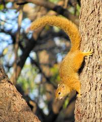 Paraxerus cepapi cepapi