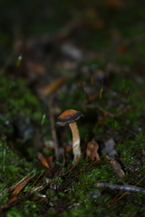 Leratiomyces squamosus