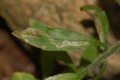 Liriomyza eupatorii