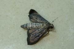 Almonia