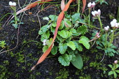 Hermas capitata