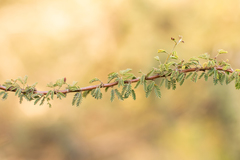 Mimosa farinosa