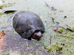 Kinosternon creaseri