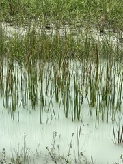 Eleocharis interstincta