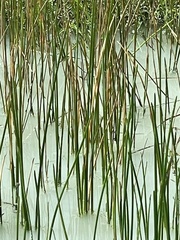 Eleocharis interstincta