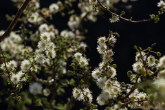 Mimosa farinosa