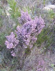 Erica hispiduloides
