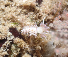 Coryphella verta