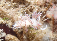 Coryphella verta