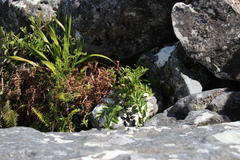 Teedia lucida