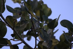 Atlapetes leucopterus