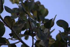 Atlapetes leucopterus