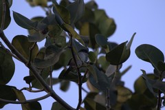 Atlapetes leucopterus