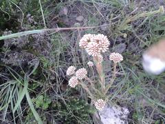 Crassula subulata subulata