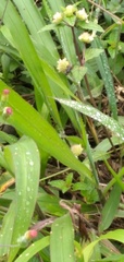 Hypselonotus interruptus