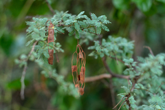 Mimosa farinosa